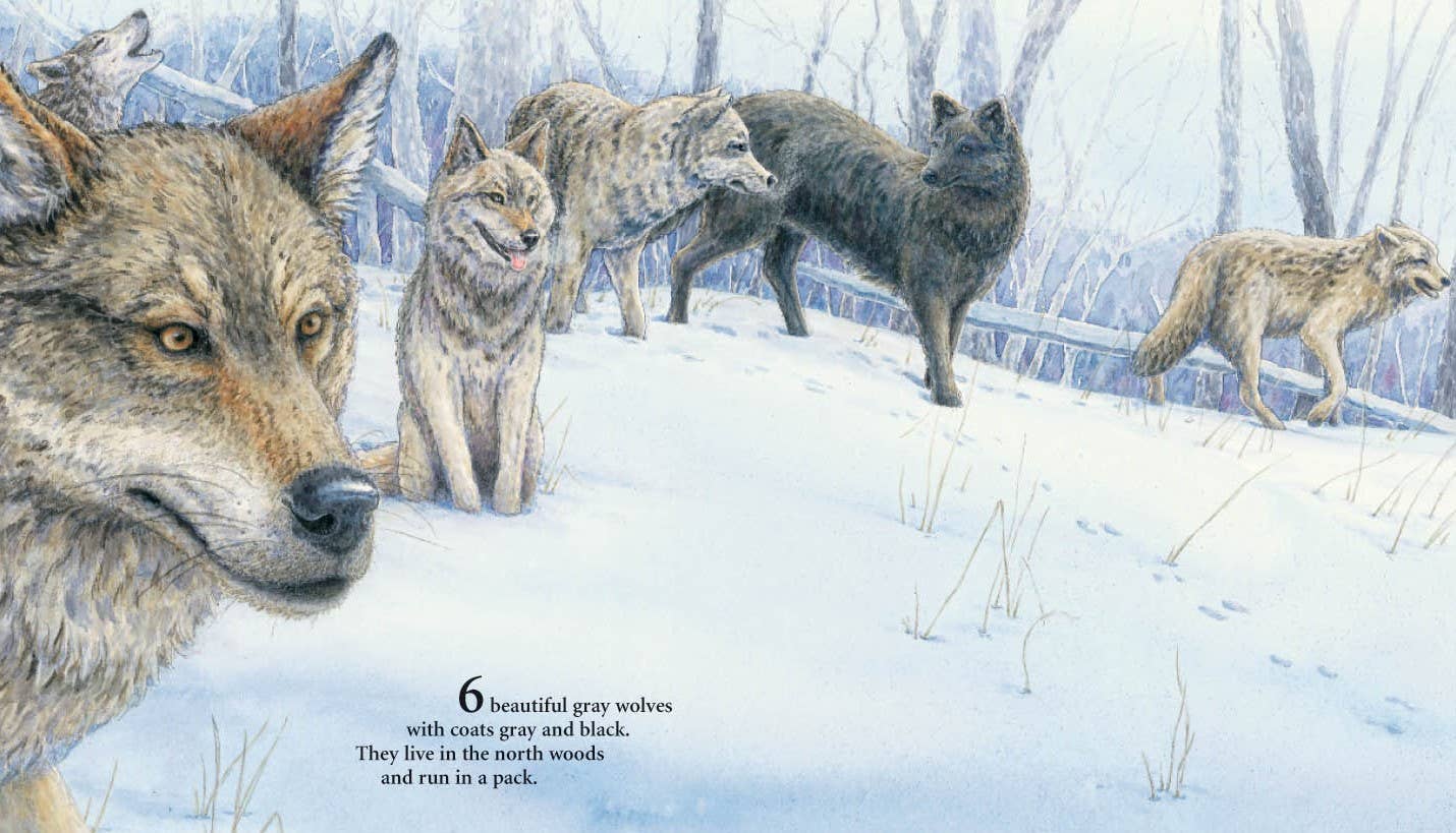 An illustration features six gray wolves traversing the snowy forests of Minnesota, exemplifying their thick coats and the resource-rich habitat found in "North Star Numbers: A MINNESOTA Number Book.