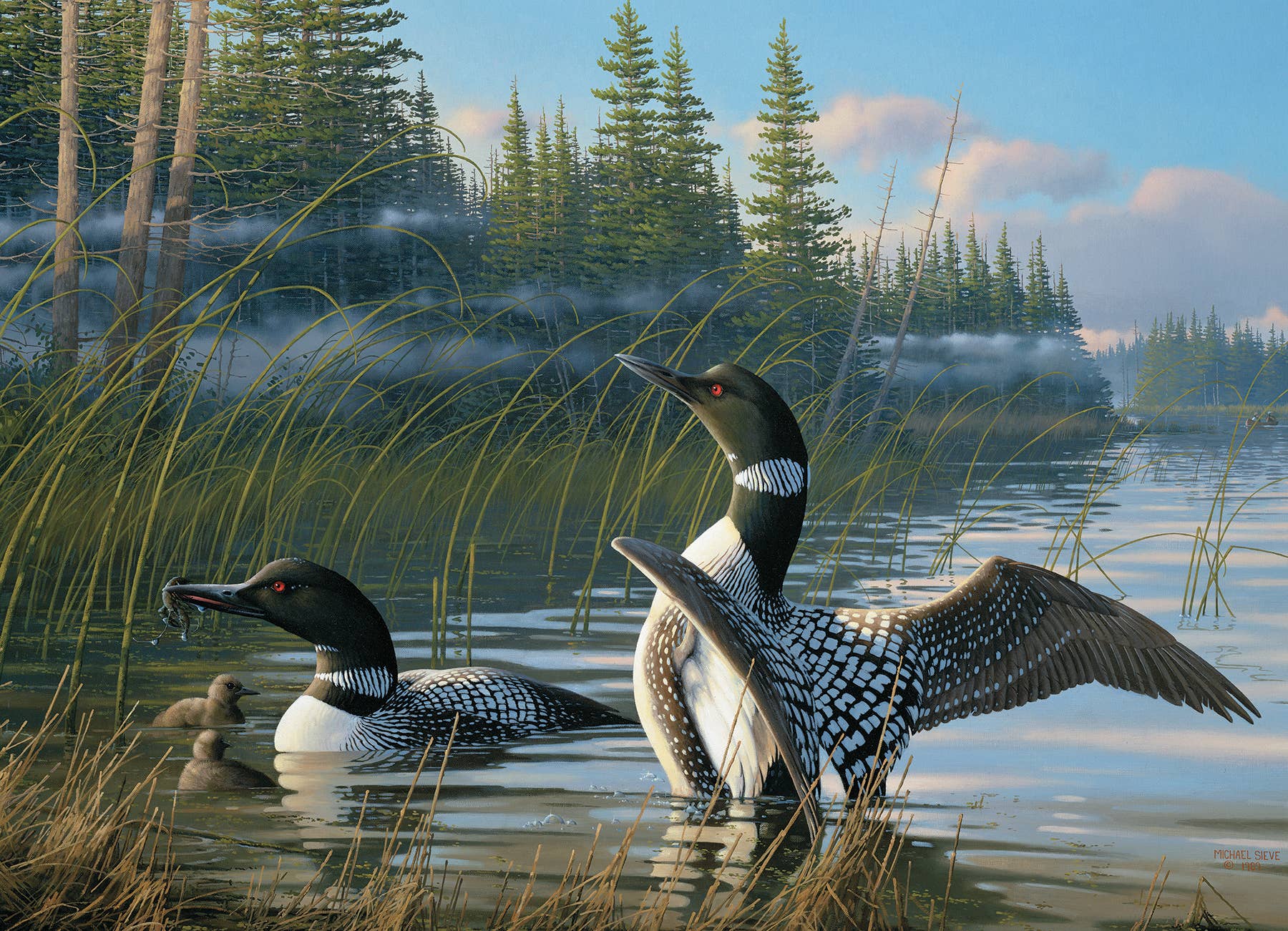 Puzzle: Common Loons 1000pc puzzle