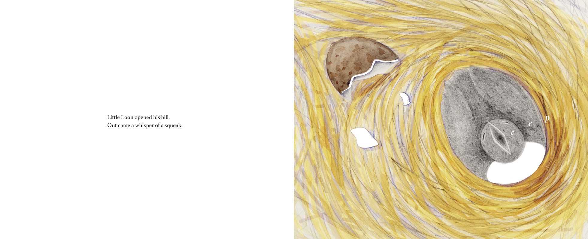 Inspired by Little Loon Finds His Voice by Yvonne Pearson, this illustration shows a nest with a hatched egg, broken eggshells, and a baby bird with its beak slightly open, nestled in yellow straw. Art by Regina Shklovsky.