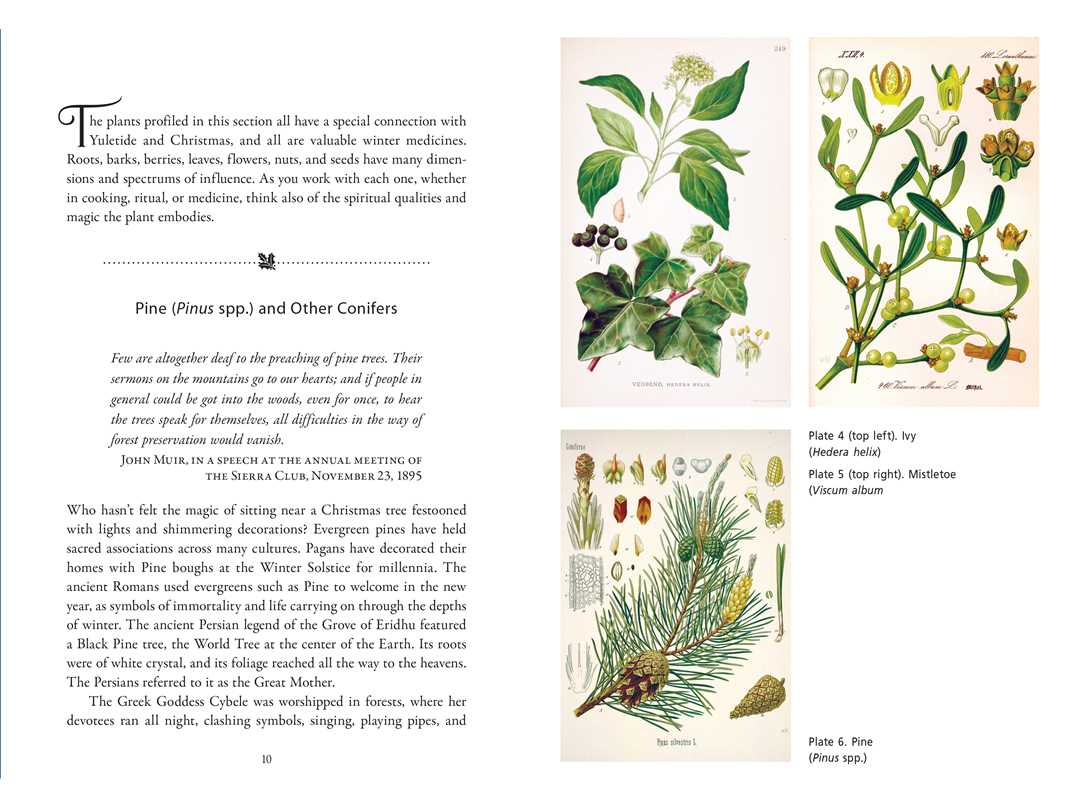 A spread from Sacred Herbs of Yule and Christmas by Ellen Evert Hopman features text on pine trees and conifers, plus botanical art of mistletoe, pine branches, and pine cones, evoking Winter Solstice and Christmas traditions.