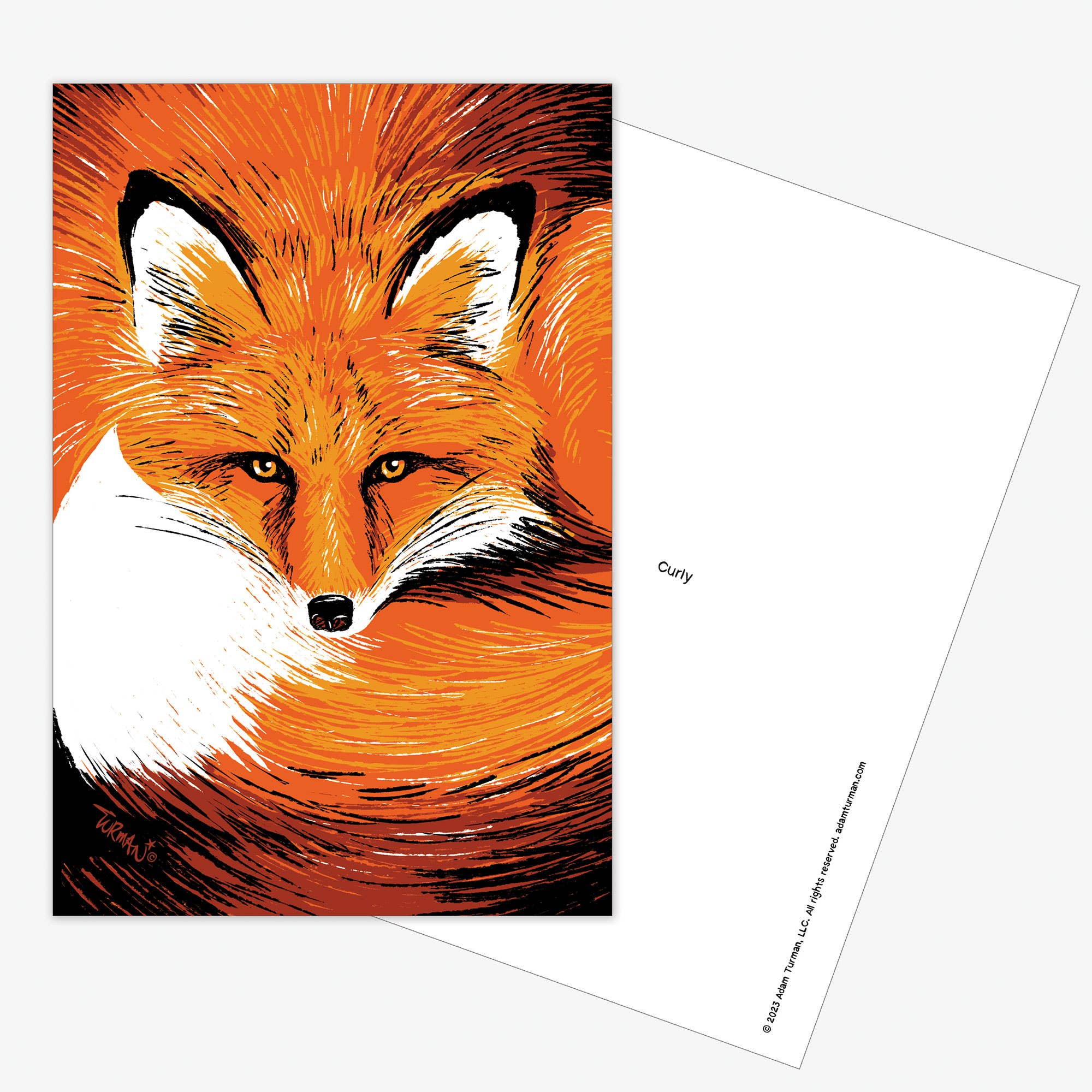 An illustrated Postcards: MN Abbey Road greeting card featuring a close-up of an orange fox with intense eyes and a bushy tail, shown beside its blank reverse—ideal as a unique Minnesota postcard or collectible print.