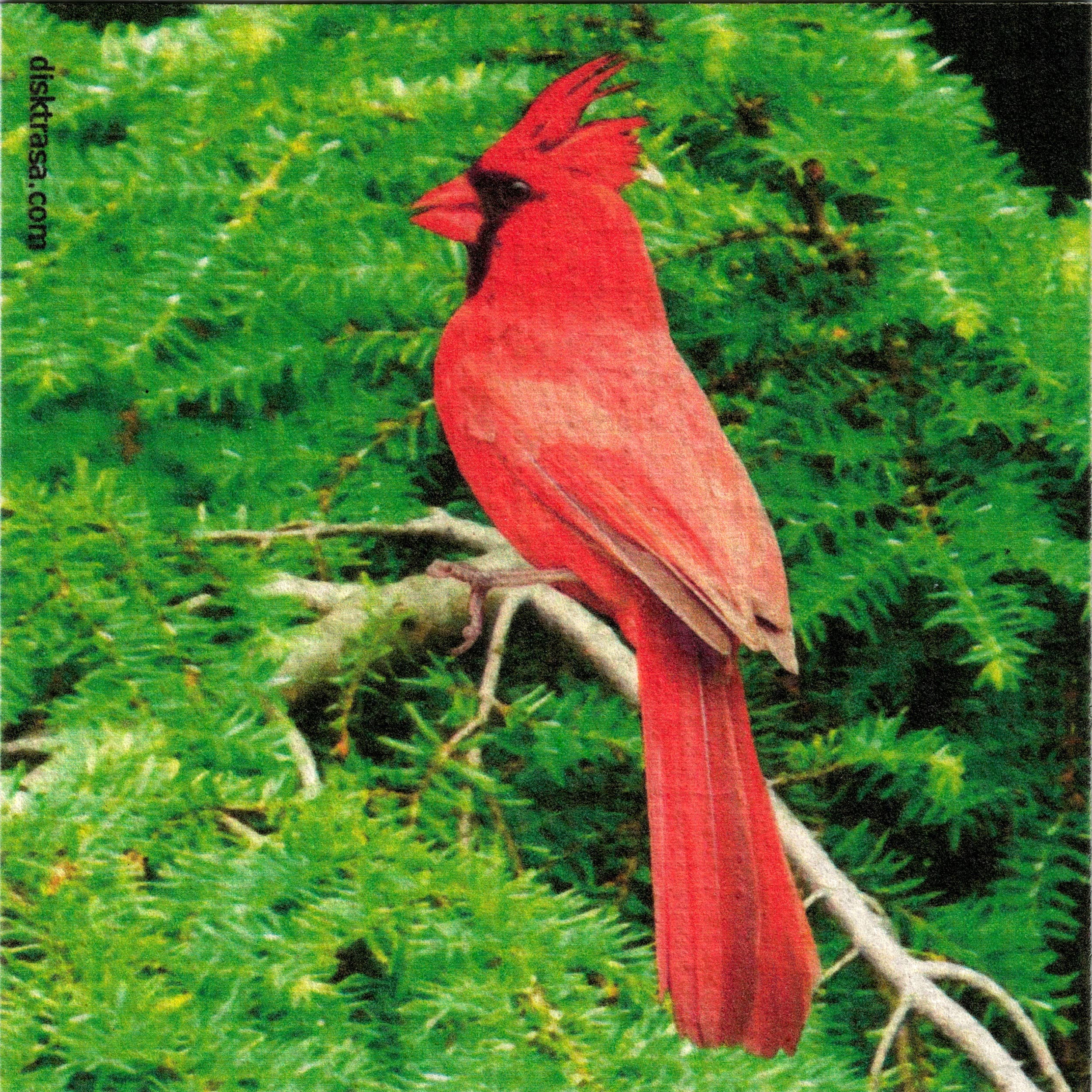 A vibrant red cardinal perched on a tree branch against a backdrop of green foliage, much like the vivid tones featured in the Red Cardinal Dish Cloth.