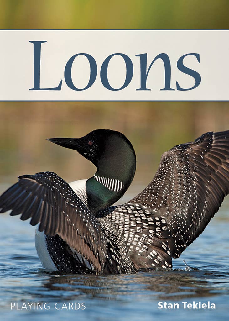 A loon with spread wings floats on water, pictured on the cover of Playing Cards: Loons Playing Cards 54 Photographs by Stan Tekiela.