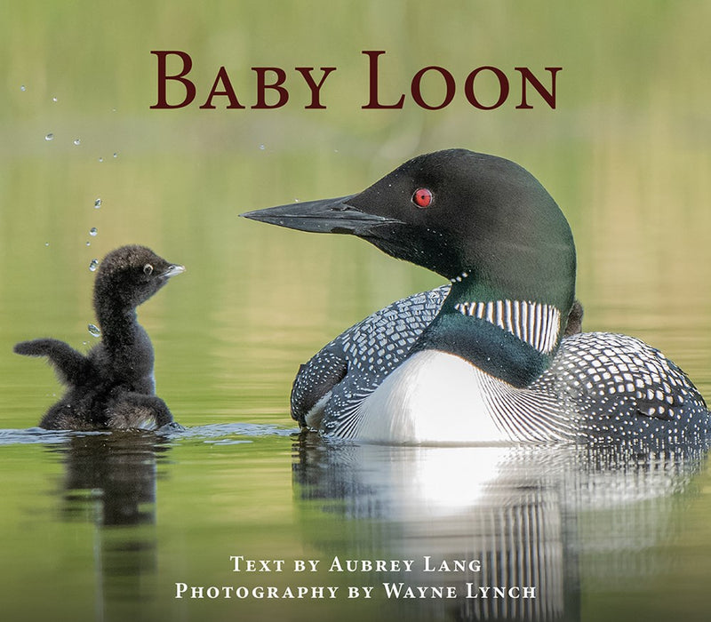 Book: Baby Loon