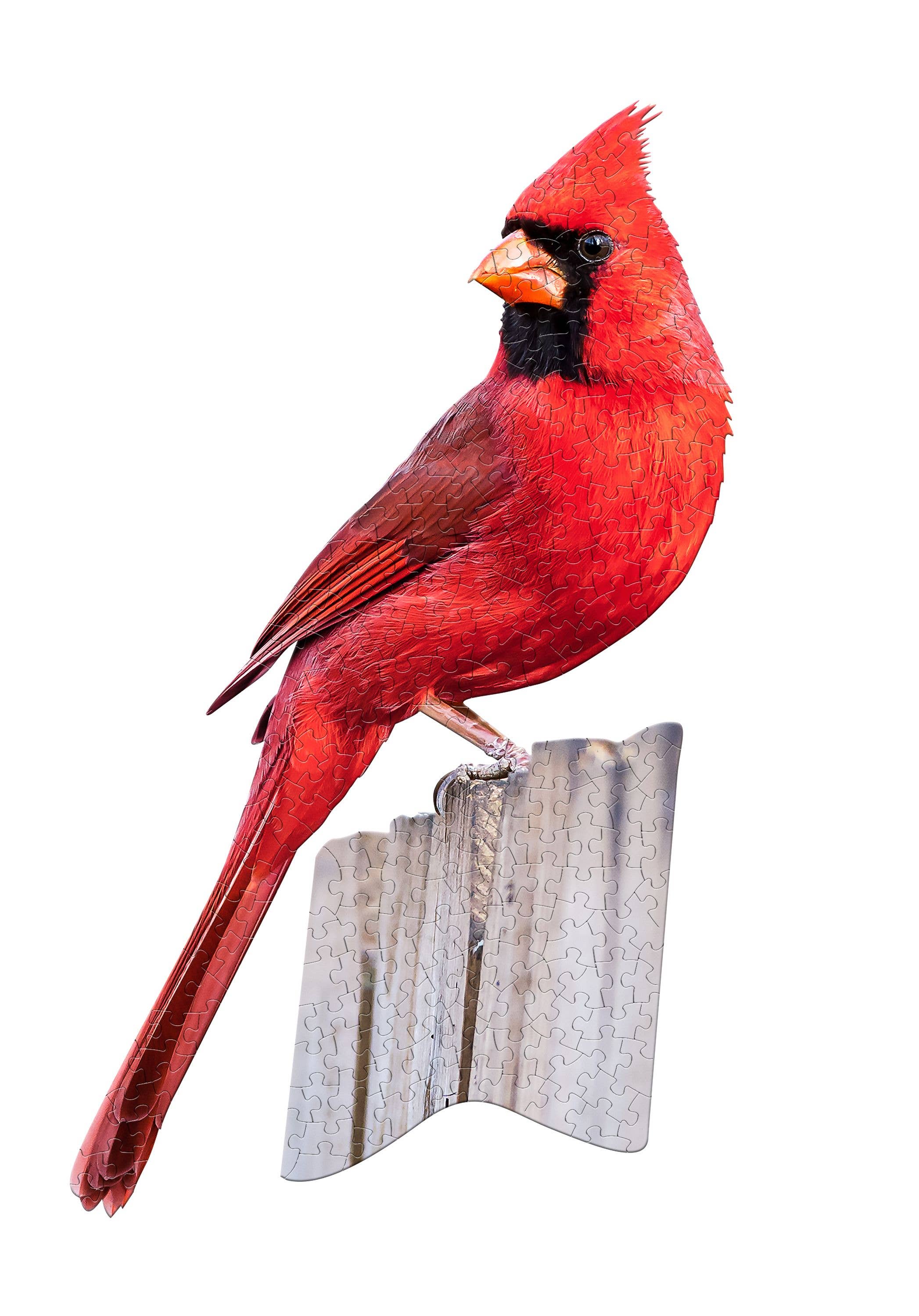 A detailed depiction of a red cardinal rests atop a distinctively shaped puzzle piece against a white backdrop, embodying the essence of an educational experience found in the "Puzzle: I AM CARDINAL 300 piece.