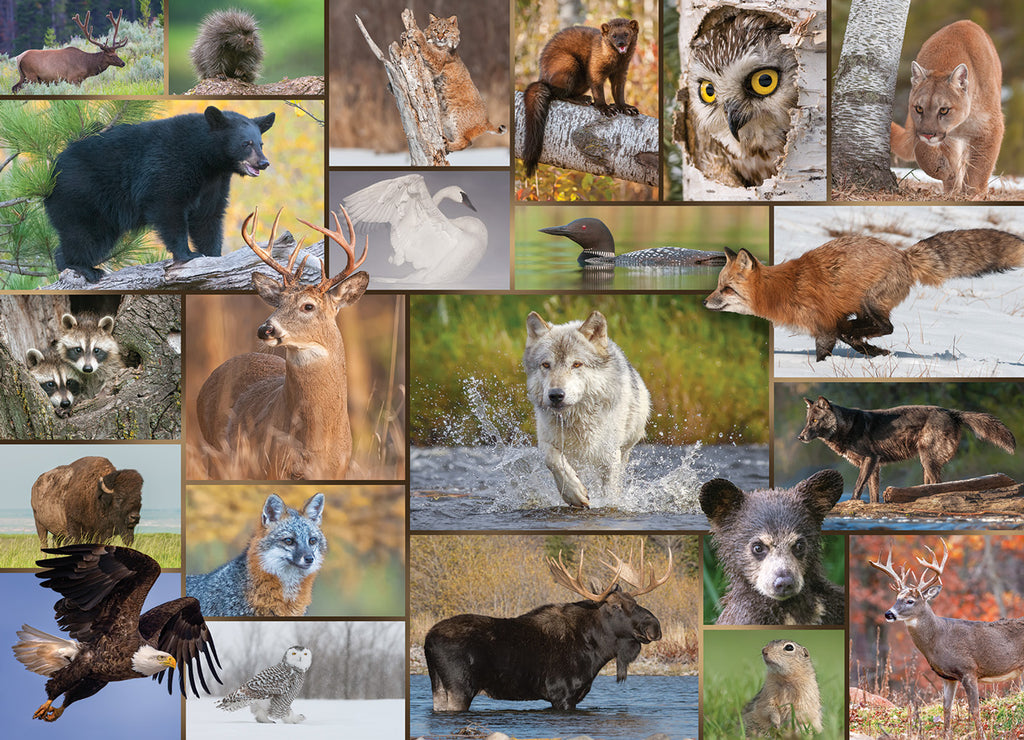 Experience the wild with PuzzleTwist Mixed Up! Into the Wild 1000 piece puzzle by photographer Mike Lentz, featuring a collage of bears, wolves, deer, and more in natural settings—the perfect challenge for wildlife enthusiasts.