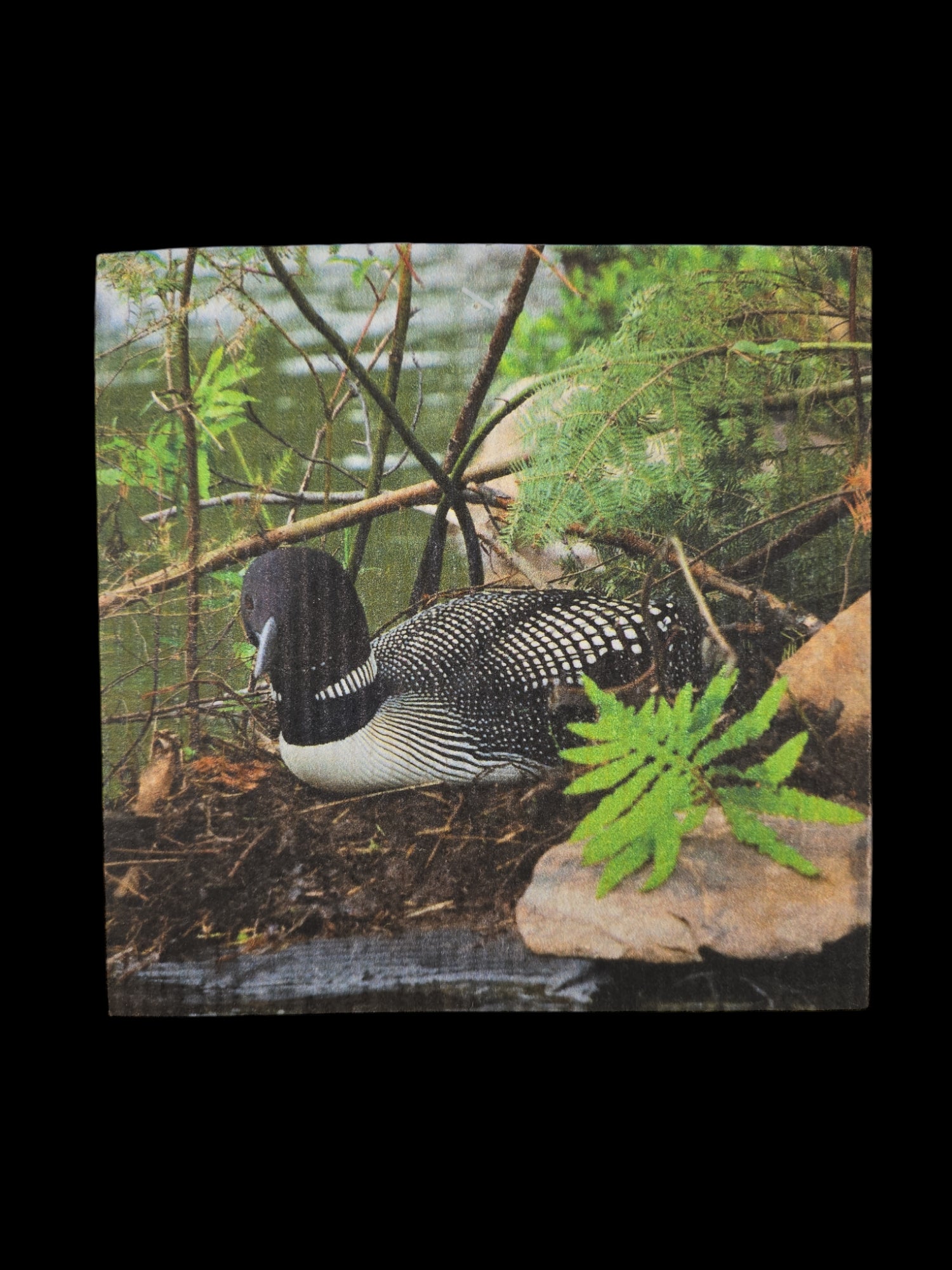 A loon sits on a nest amidst rocks and greenery by a body of water, reflecting the harmony of nature and sustainability—similar to how the Nesting Loon Dish Cloth fits into your eco-friendly kitchen.