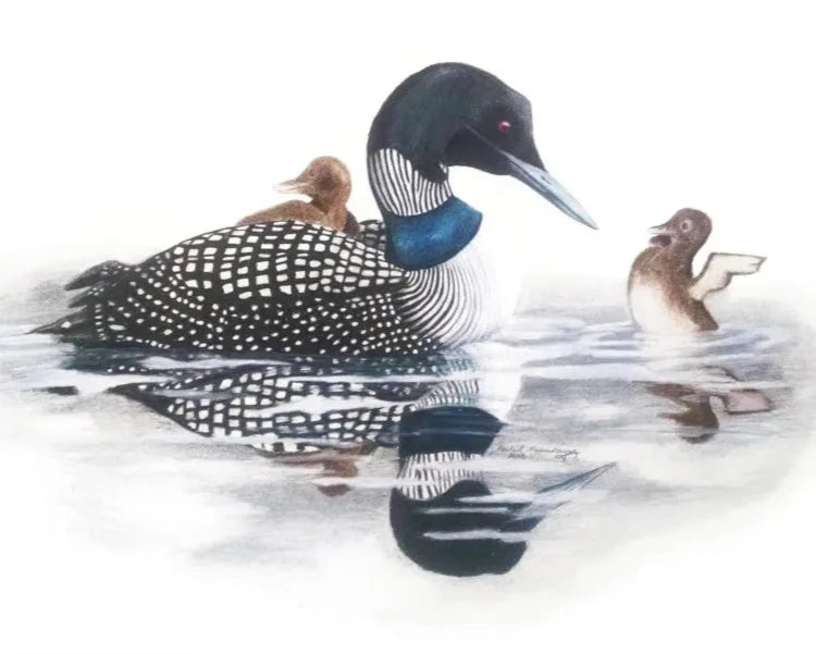 A loon glides gracefully through the water along with two ducklings, one nestled on its back and the other energetically splashing nearby, capturing the essence of a colored pencil drawing featured in the "Loon: Born for the Water" Giclée Print 11x14.