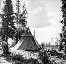 Nestled among tall pine trees, a traditional tipi stands in homage to the rich Northern Sámi heritage, evoking narratives from "Rocks will Echo Our Sorrow: The Forced Displacement of the Northern Sámi" under a partly cloudy sky.