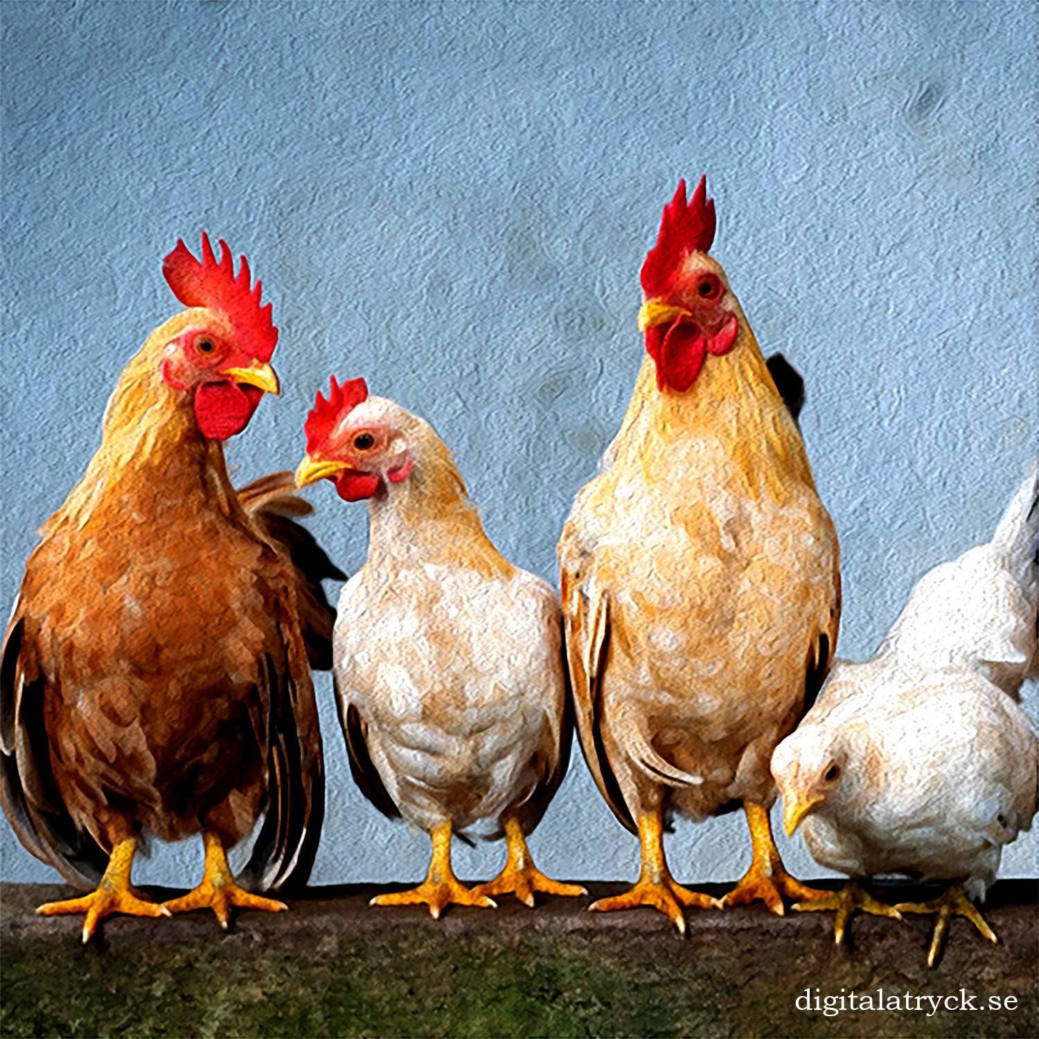 Four chickens, two brown and two white, stand side by side on a textured surface that resembles the super absorbent and environmentally-friendly Dish Cloth: Chickens.