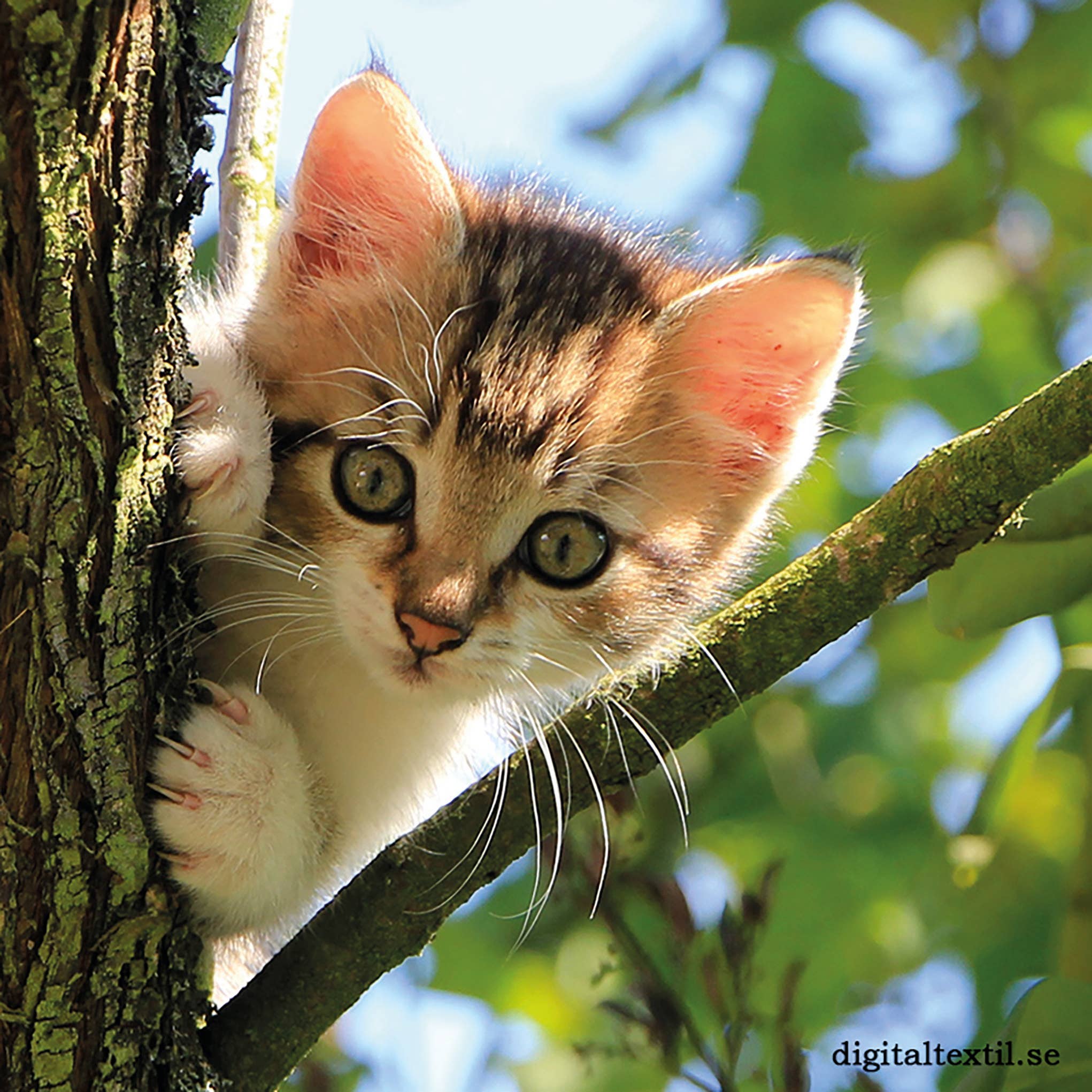 Dish Cloth: Kitten in a Tree